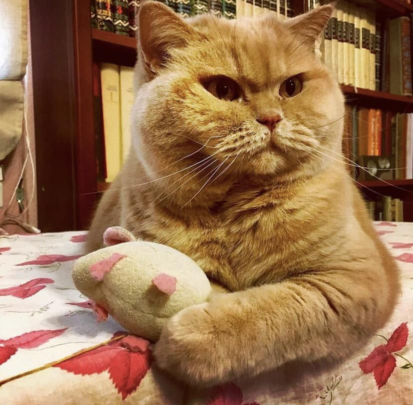 Пішов із життя "головний синоптик України" - кіт Апельмон