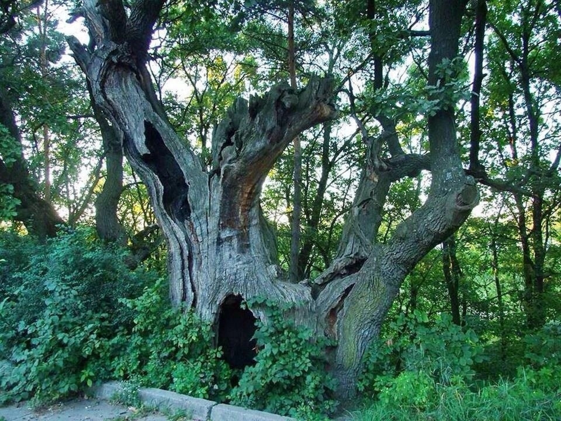 Смотрите, как выглядит знаменитый 900-летний дуб Киева, и где он находится