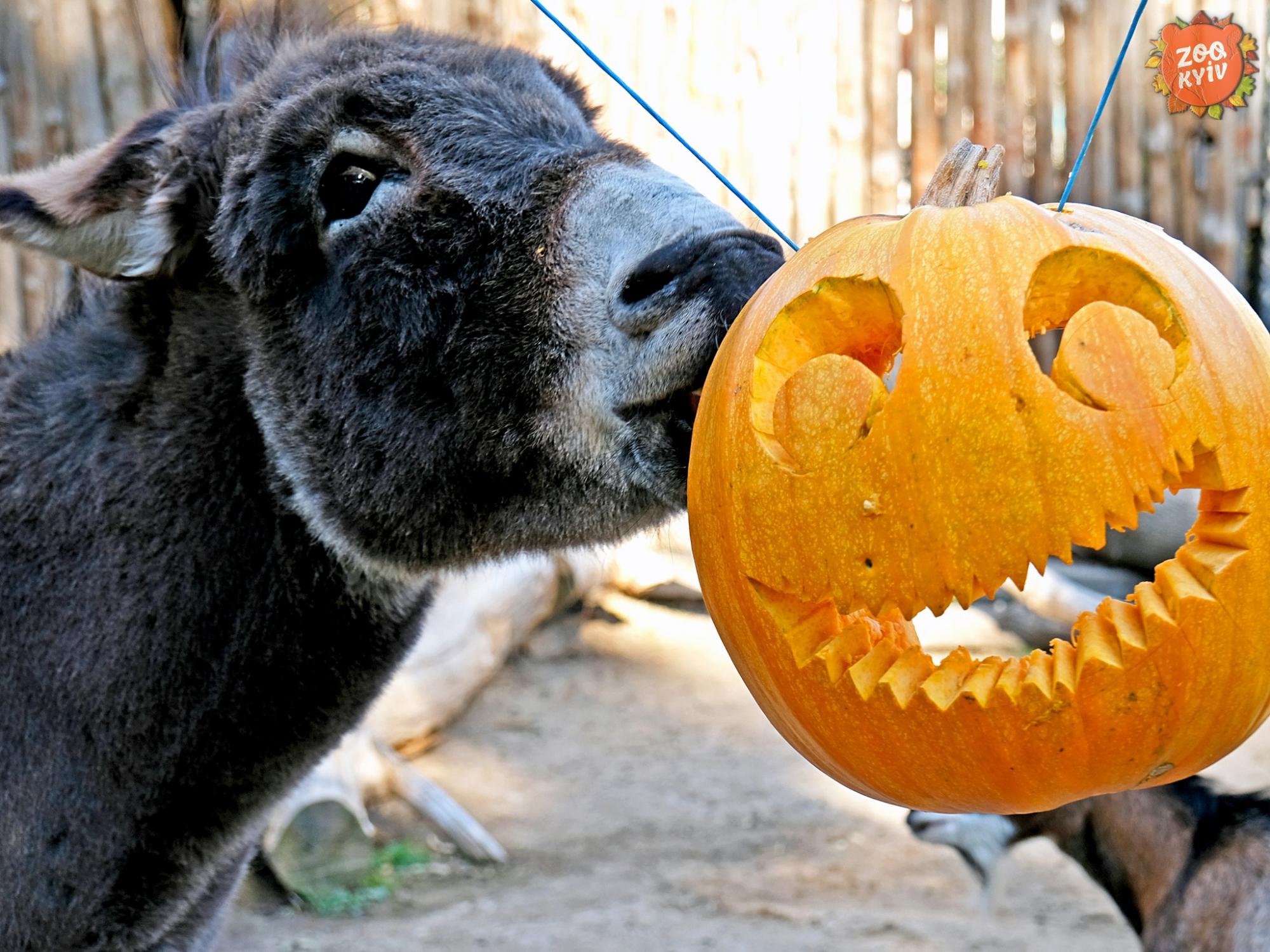 У зоопарку Києва тварини "святкують" Хелловін. Погляньте на ці щасливі фото та відео