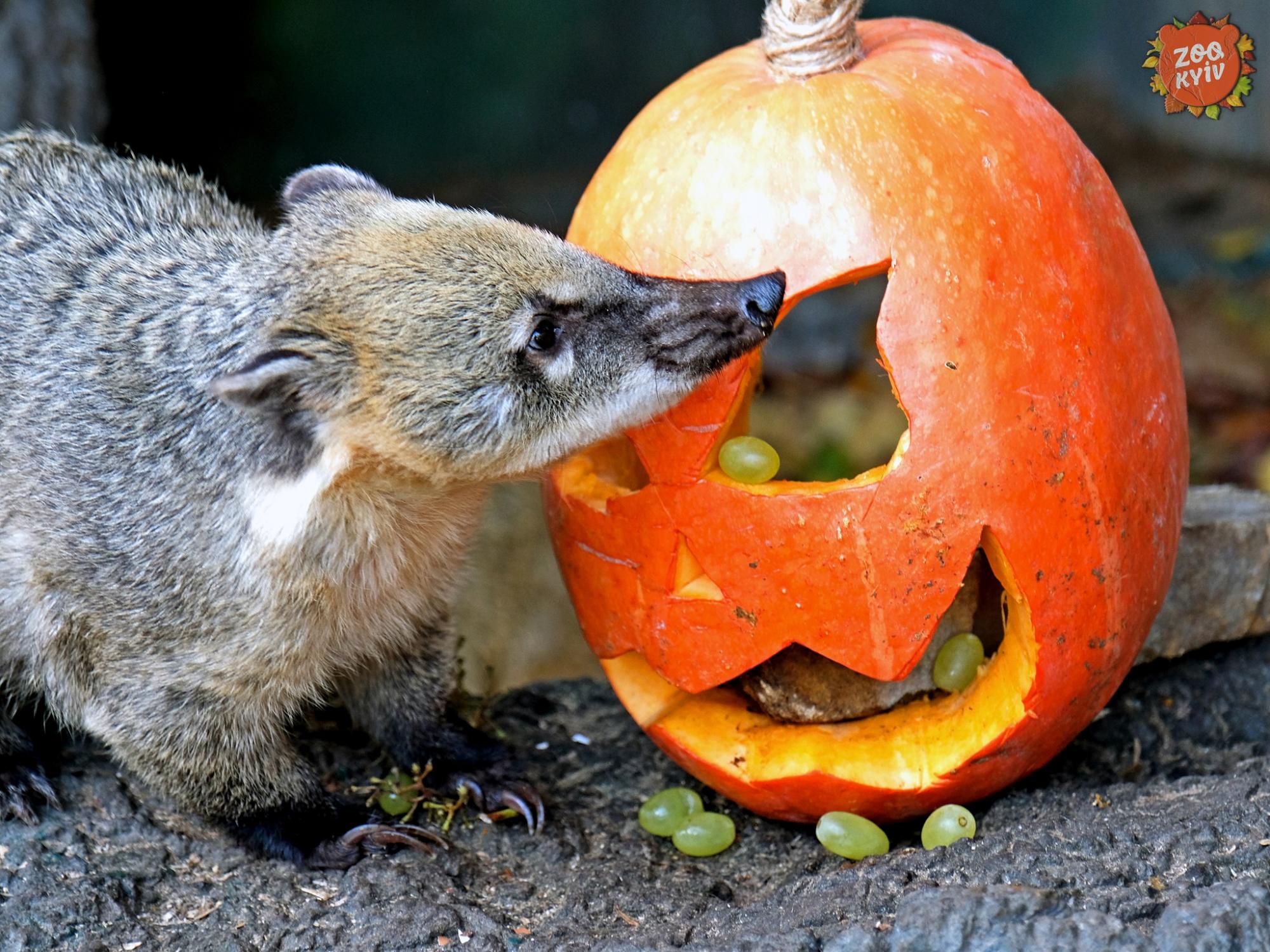 У зоопарку Києва тварини "святкують" Хелловін. Погляньте на ці щасливі фото та відео