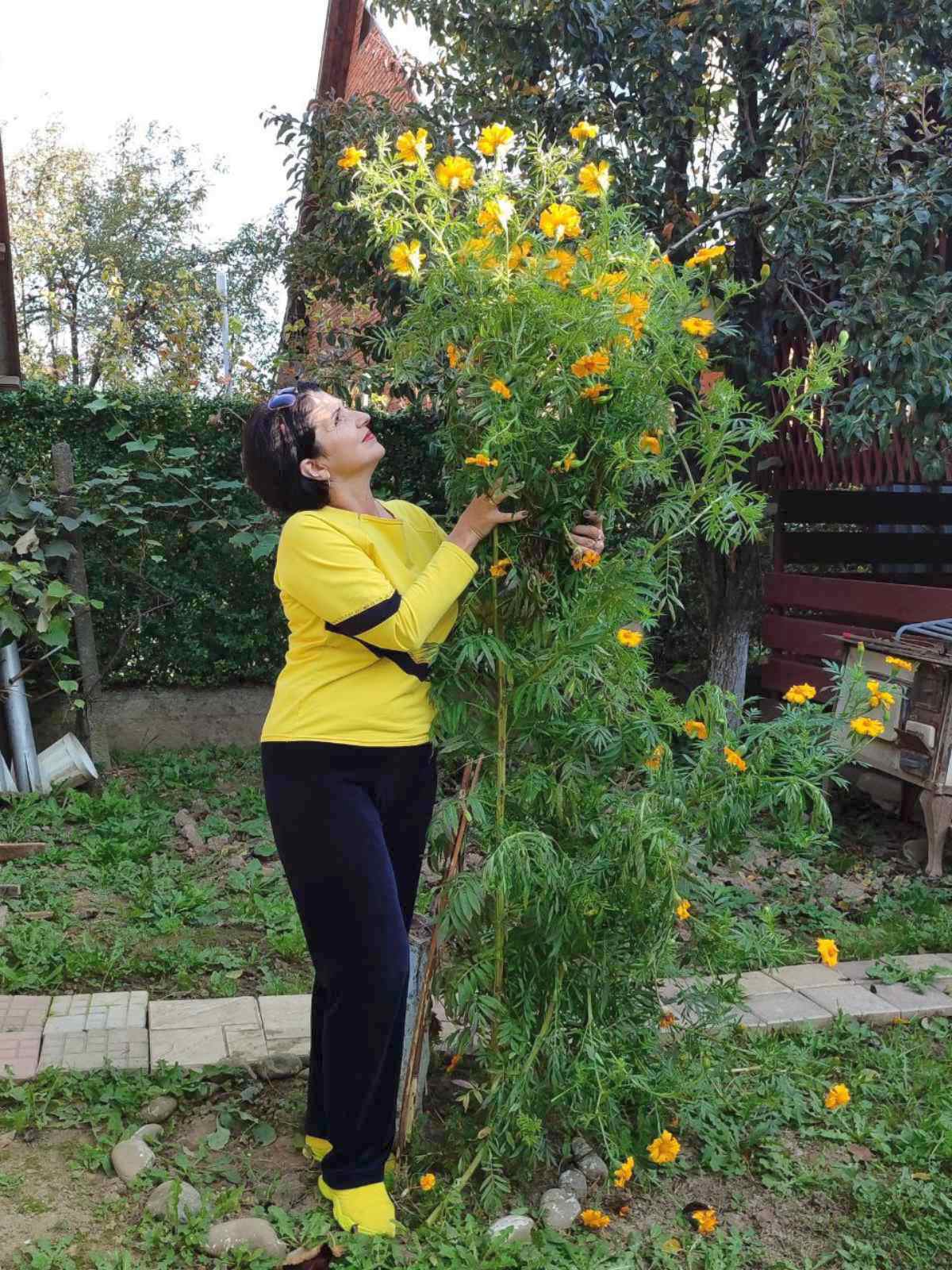 В Ужгороді виросли найвищі чорнобривці в Україні. Дивіться, як вони виглядають (фото)