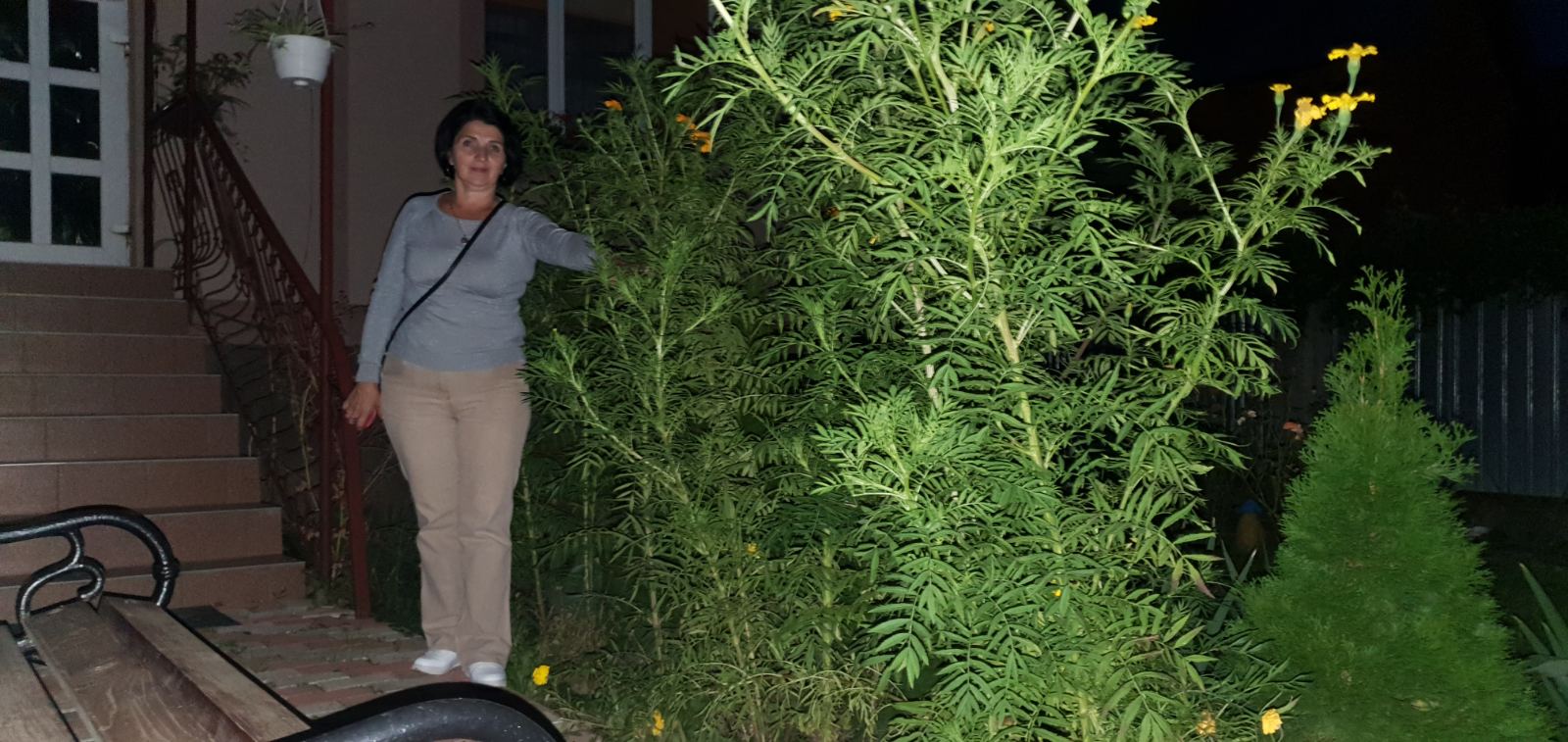 В Ужгороді виросли найвищі чорнобривці в Україні. Дивіться, як вони виглядають (фото)