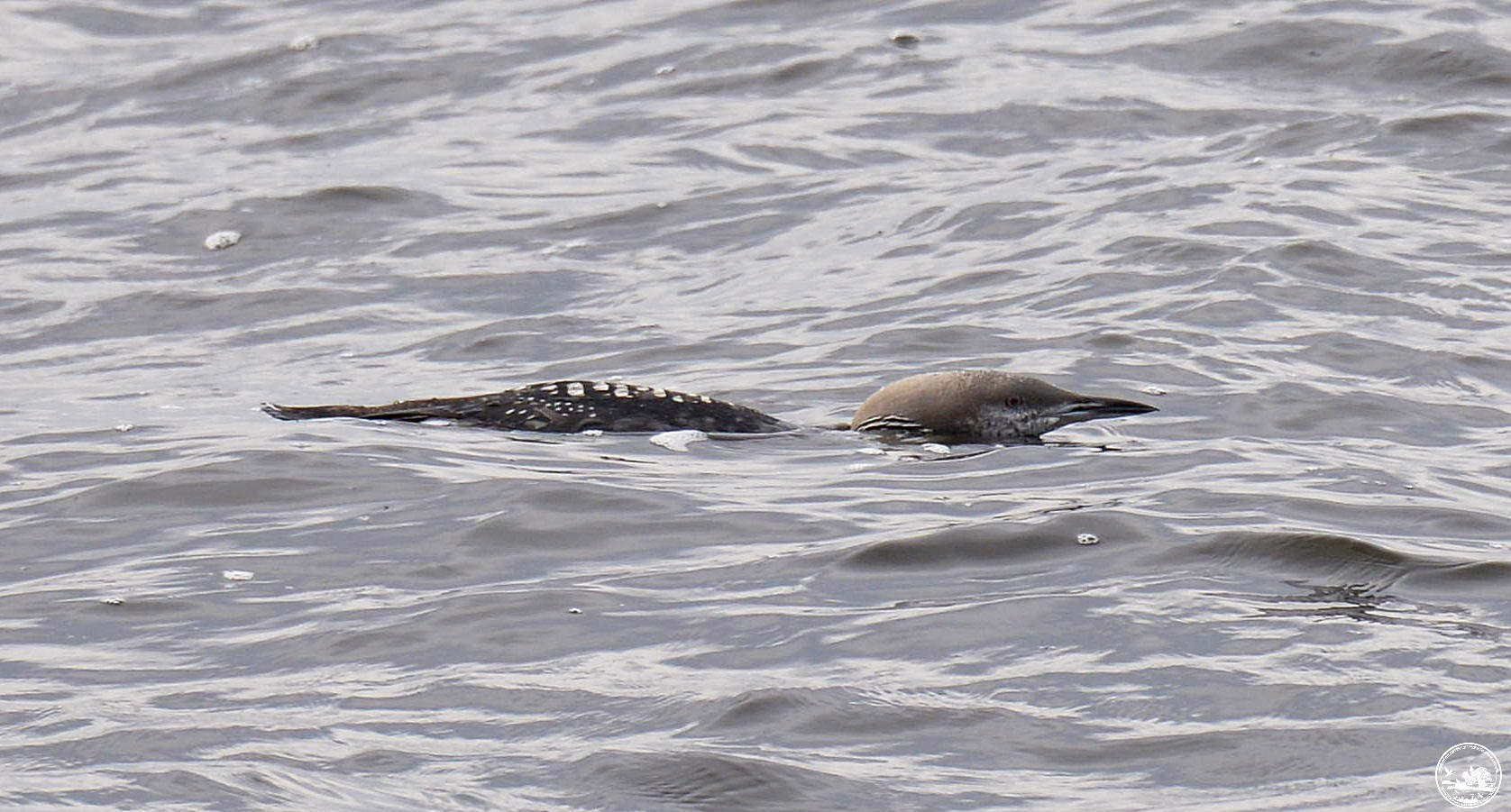 Ці тварини часто гинуть під колесами авто восени: хто саме та як їх врятувати