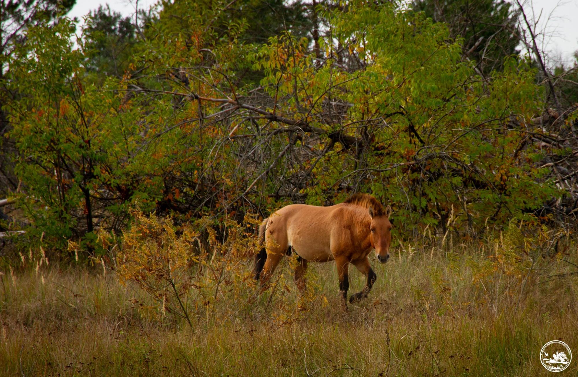 "Коні осені". У Чорнобилі показали неймовірної краси тварин (фото)