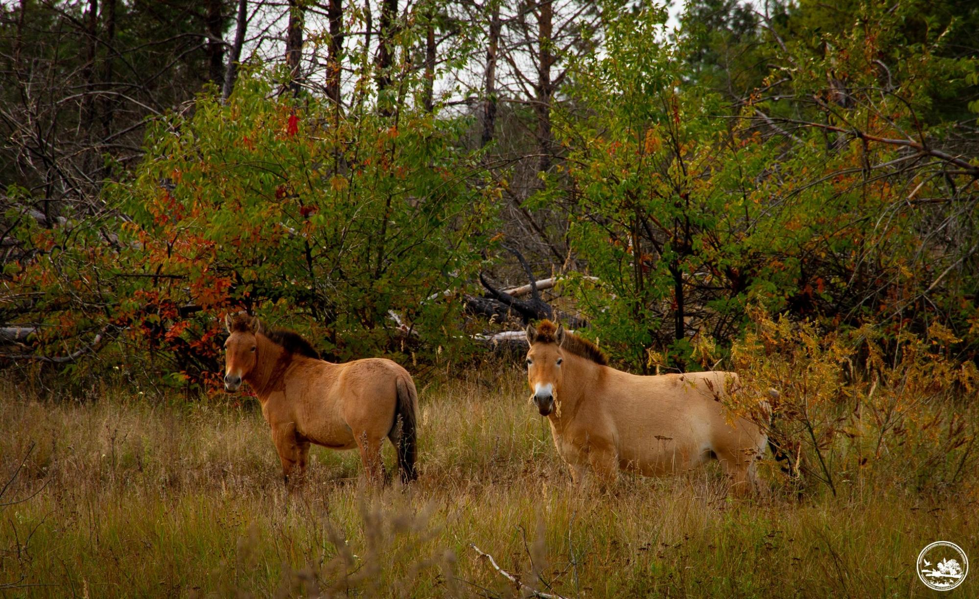 "Коні осені". У Чорнобилі показали неймовірної краси тварин (фото)