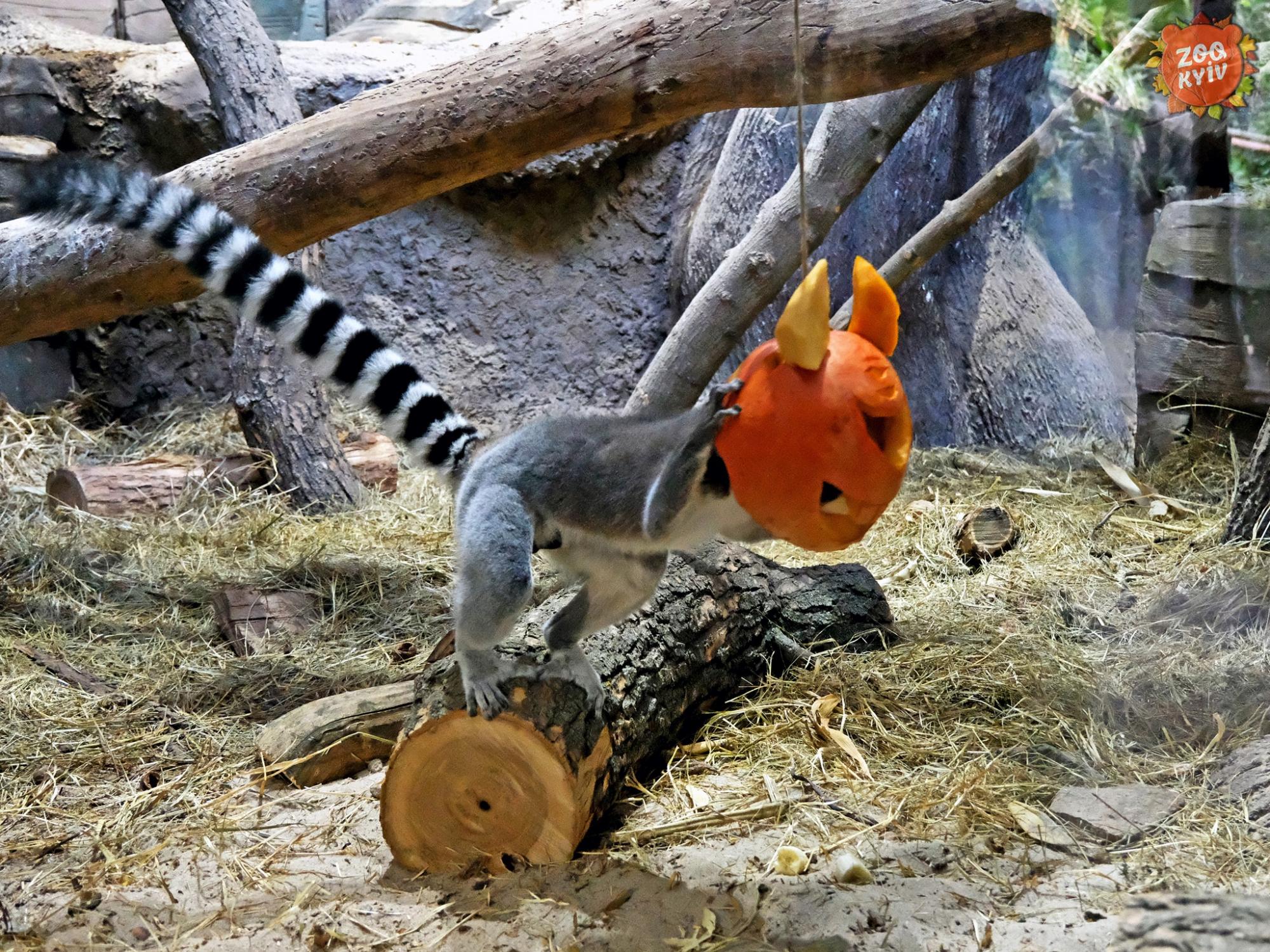 У зоопарку Києва тварини "святкують" Хелловін. Погляньте на ці щасливі фото та відео