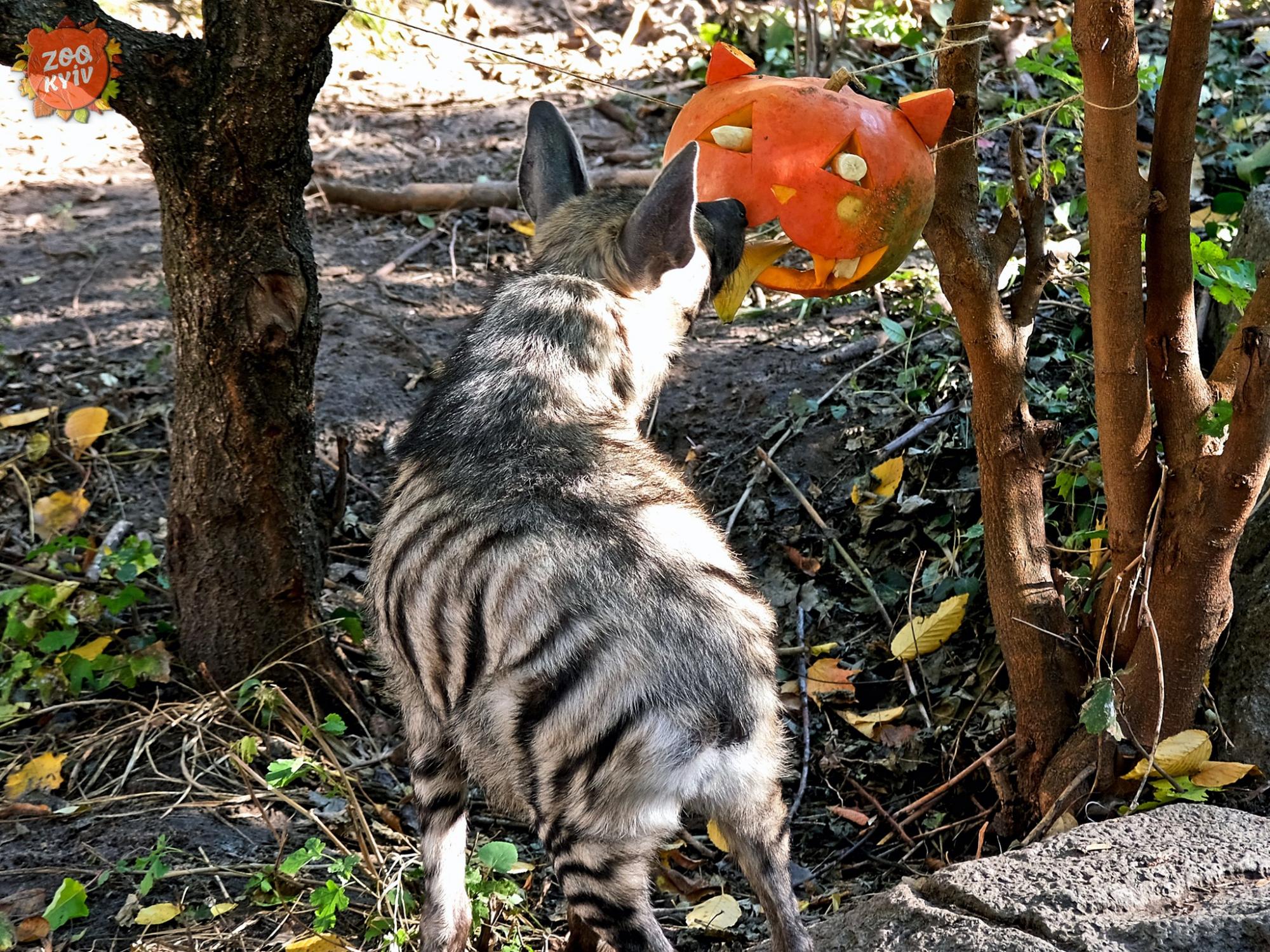 У зоопарку Києва тварини "святкують" Хелловін. Погляньте на ці щасливі фото та відео
