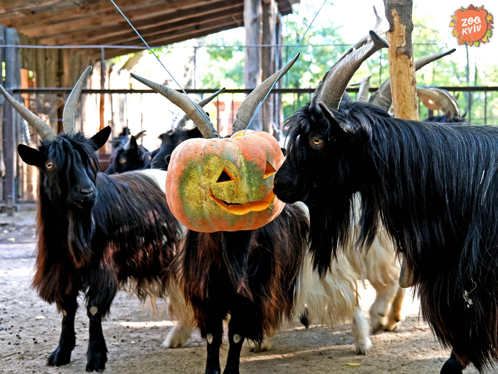 У зоопарку Києва тварини "святкують" Хелловін. Погляньте на ці щасливі фото та відео