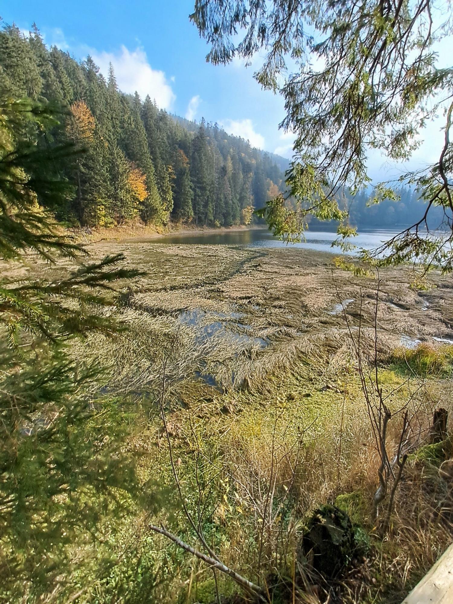 Різнобарвне листя вкрило дерева: як виглядають Карпати та озеро Синевир восени (фото)