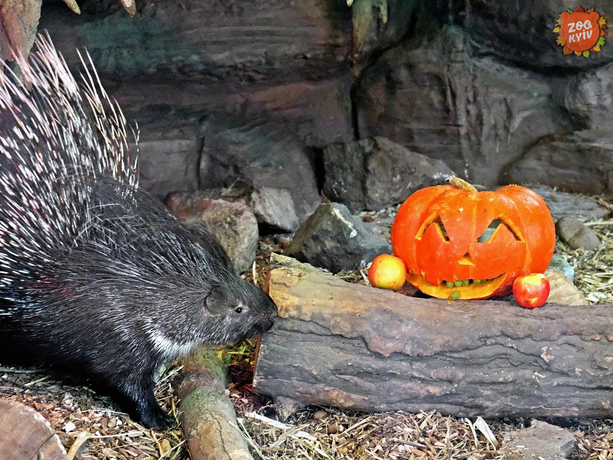 У зоопарку Києва тварини "святкують" Хелловін. Погляньте на ці щасливі фото та відео