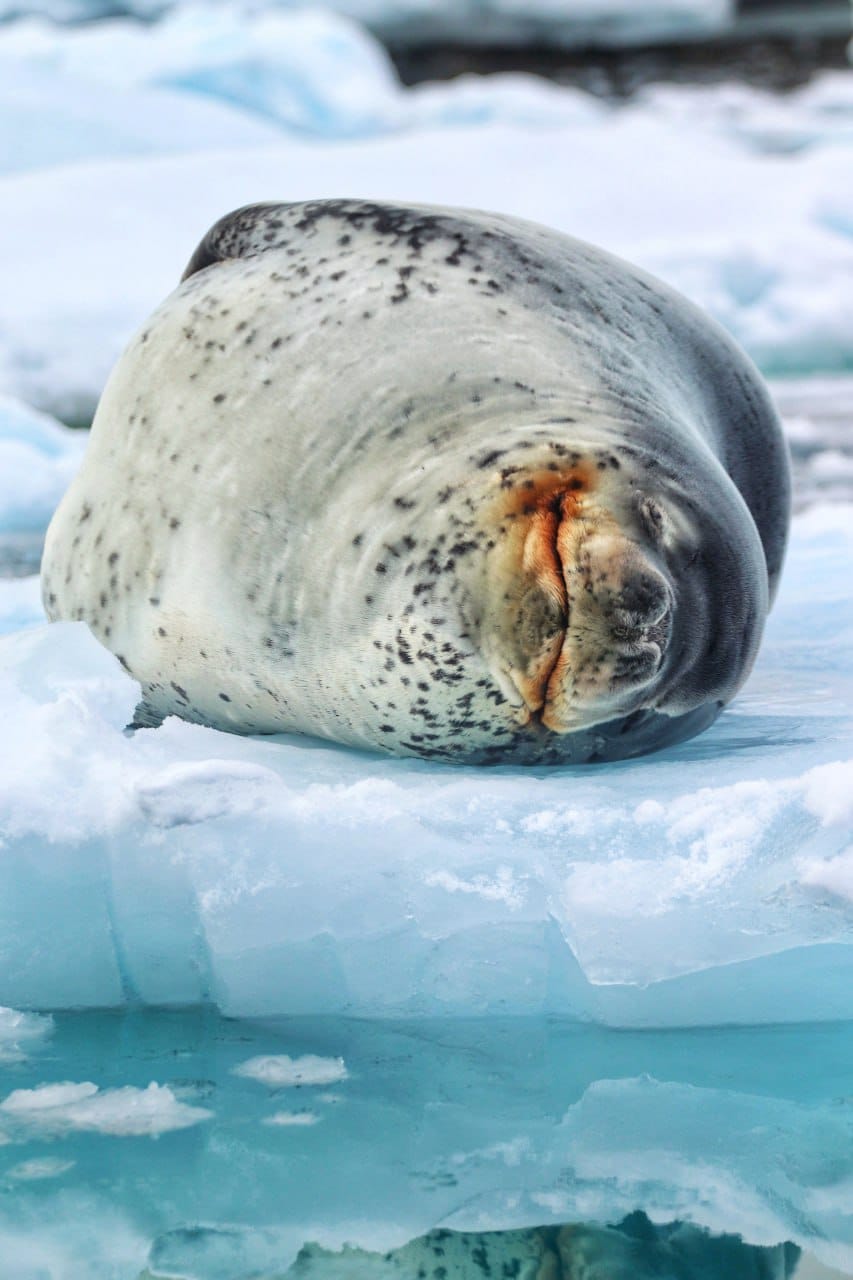 Українські полярники показали морського леопарда, який полює на пінгвіна: неймовірне відео