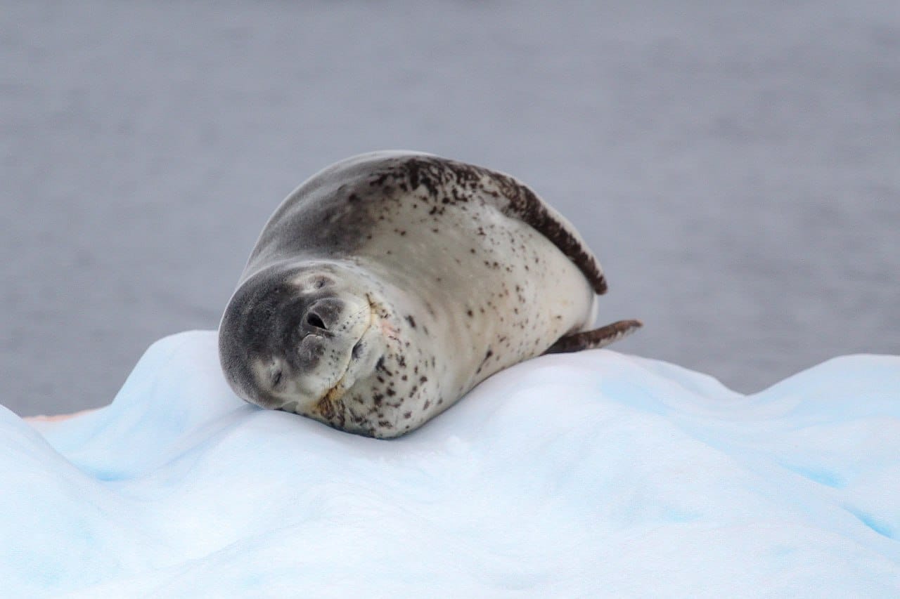 Українські полярники показали морського леопарда, який полює на пінгвіна: неймовірне відео