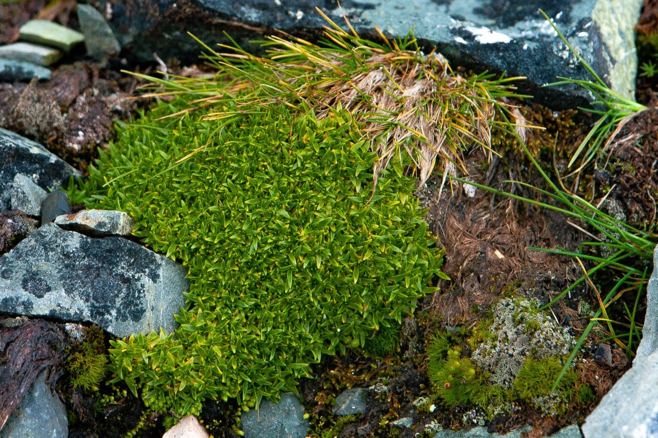 Українські полярники показали зелене літо в Антарктиці: захоплюючі фото природи