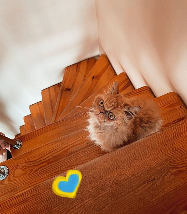 Кошка Шафа из Бородянки уже со своей настоящей хозяйкой: милые фото знаменитого пушистика