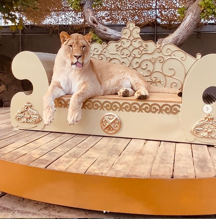 В Харькове местный депутат рассекает с африканским львом в автомобиле (видео)