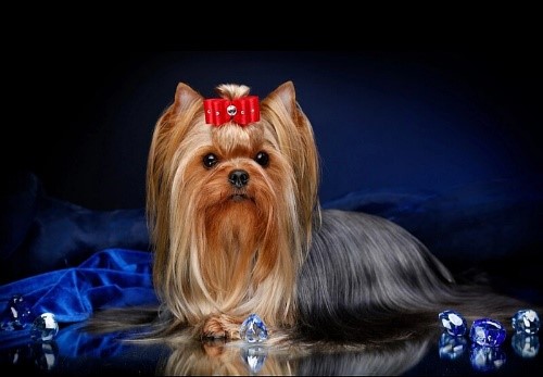 5 найстильніших собак мініатюрного розміру