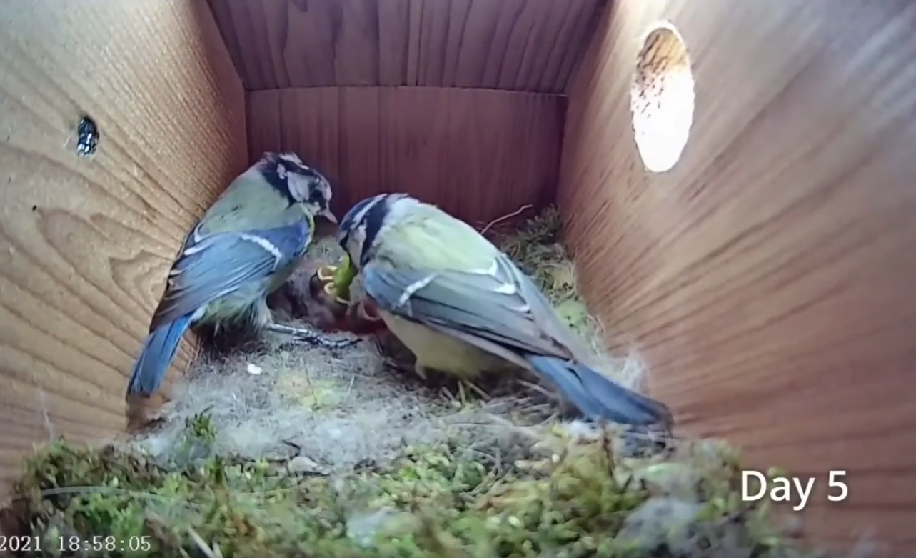 Смотрите потрясающее видео о жизни синиц: от пустого гнезда до первого полета птенцов