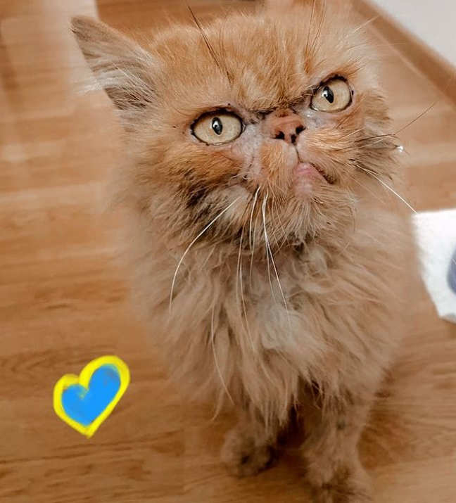 Кошка Шафа из Бородянки уже со своей настоящей хозяйкой: милые фото знаменитого пушистика