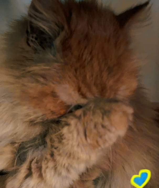 Кошка Шафа из Бородянки уже со своей настоящей хозяйкой: милые фото знаменитого пушистика