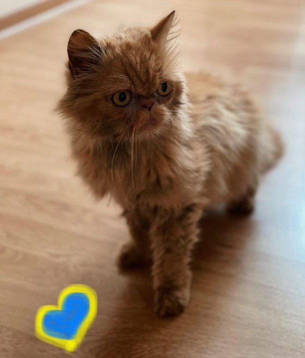 Кошка Шафа из Бородянки уже со своей настоящей хозяйкой: милые фото знаменитого пушистика