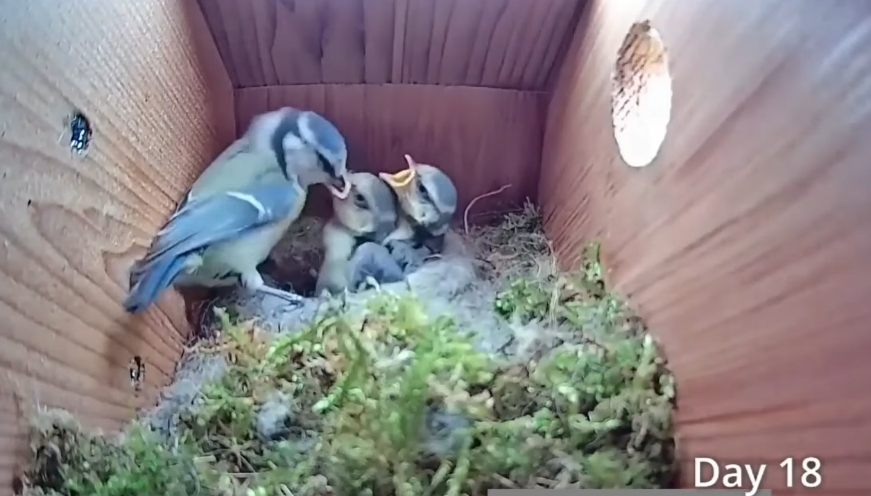 Смотрите потрясающее видео о жизни синиц: от пустого гнезда до первого полета птенцов