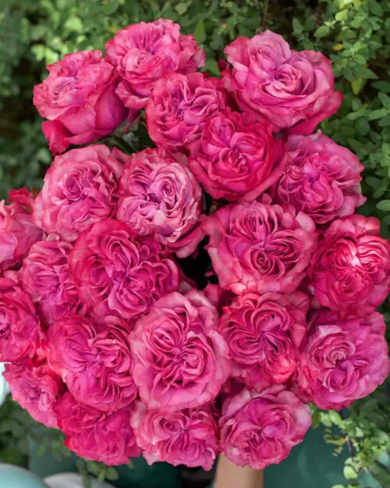 5 найкращих сортів троянд для весняної посадки