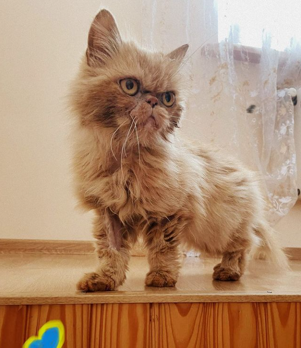 Тварини, які стали під час війни талісманами: хто залишиться у нашій пам'яті назавжди