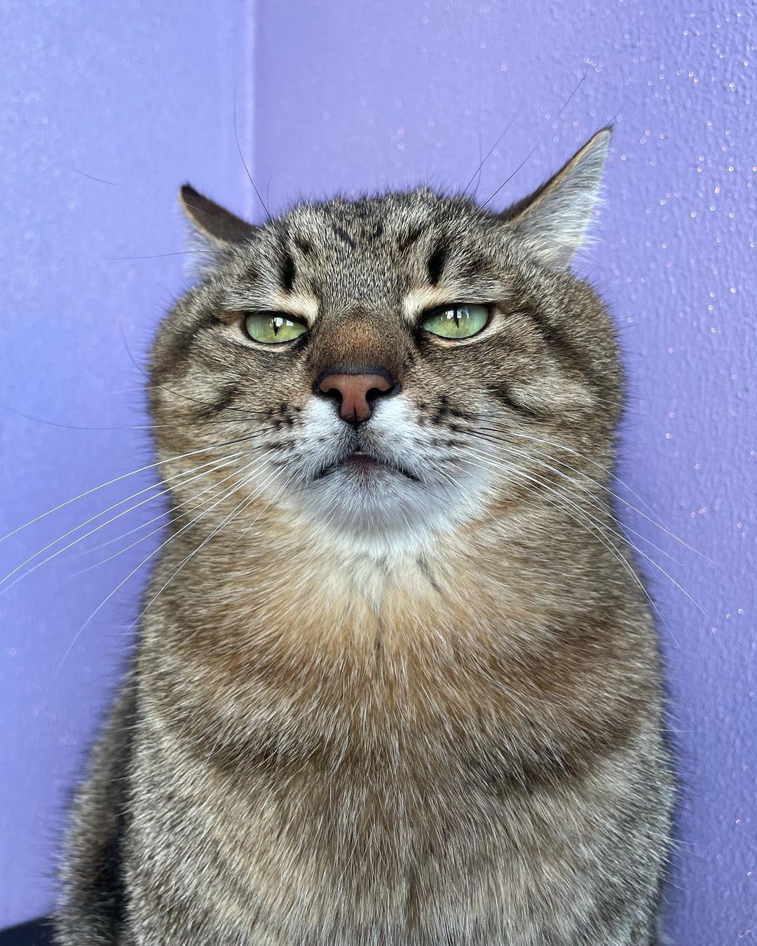 Кот Степан из Харькова стал мировой звездой благодаря Бритни Спирс (фото)