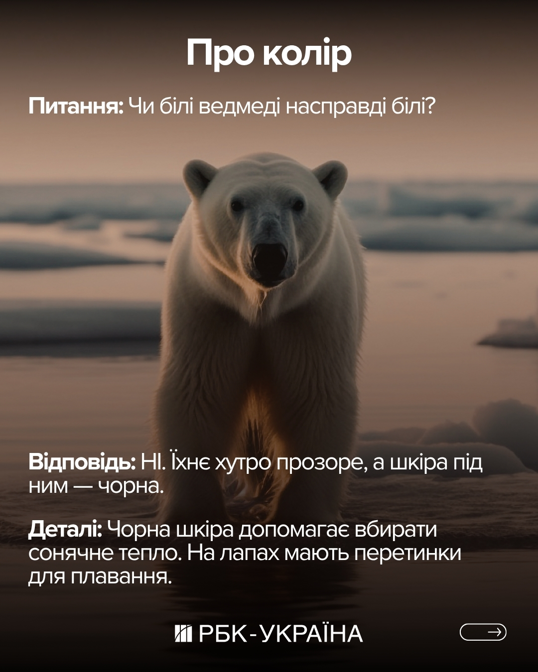 Правда или миф: 10 фактов о медведях, в которые мы верили с детства