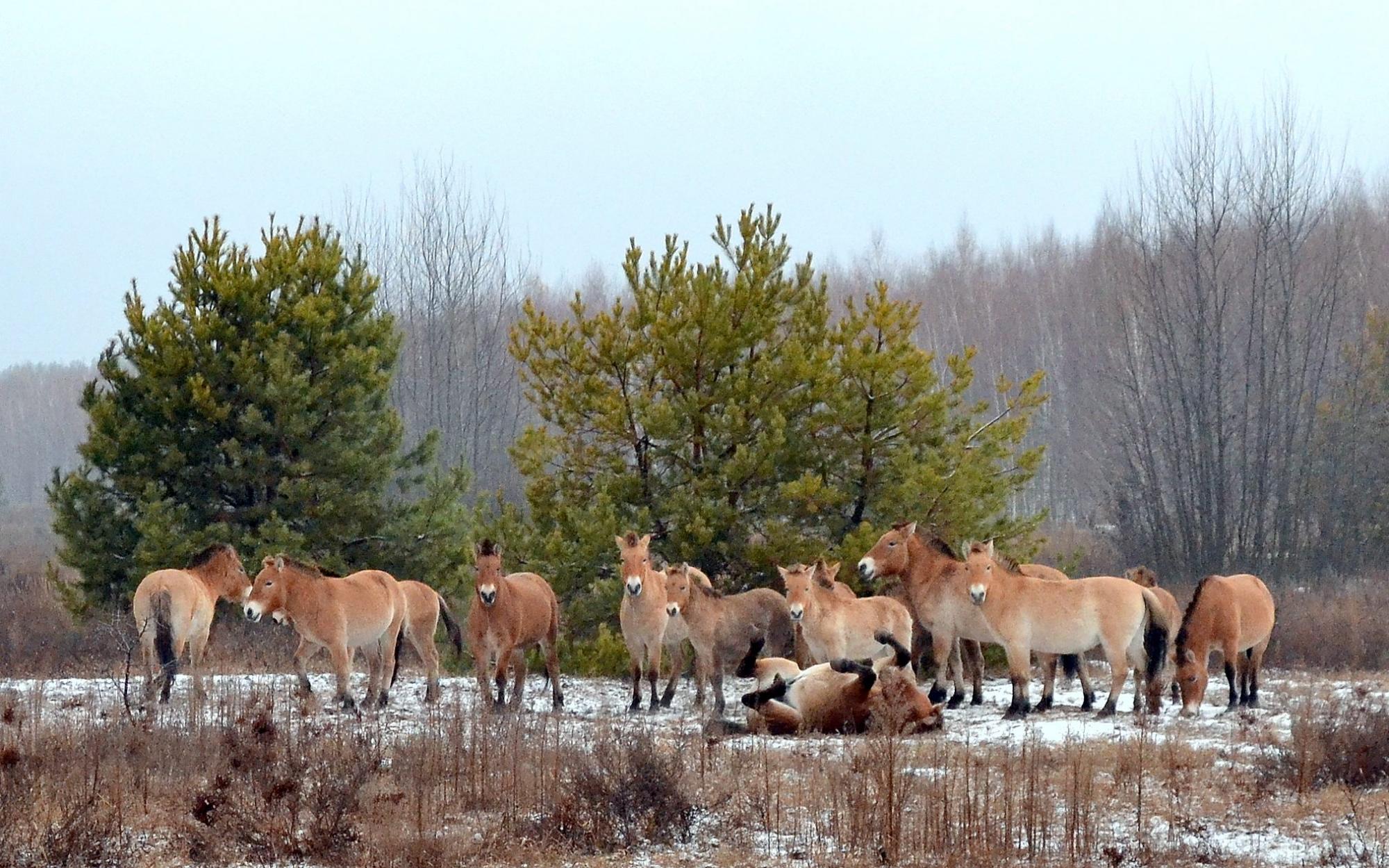Від зони відчуження до зони відродження: думки фахівців з різних сфер про майбутнє Чорнобиля