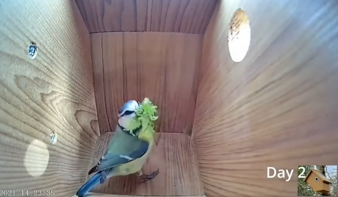 Смотрите потрясающее видео о жизни синиц: от пустого гнезда до первого полета птенцов