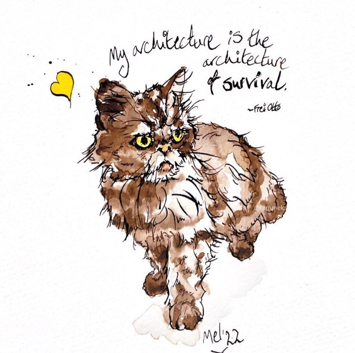 Кошка Шафа из Бородянки уже со своей настоящей хозяйкой: милые фото знаменитого пушистика