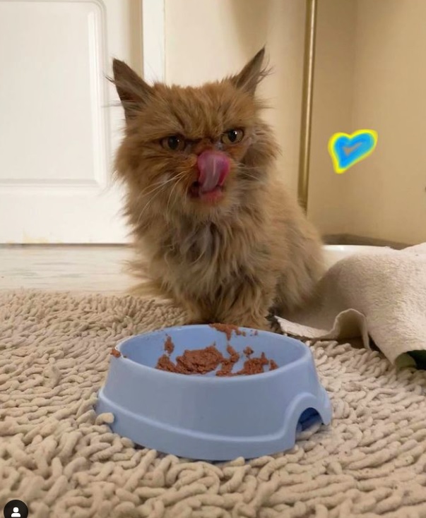 У спасенной из Бородянки кошки  появился Instagram: пушистик стала символом борьбы и отваги