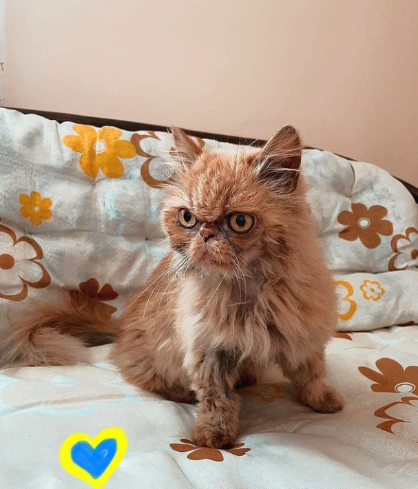 Кошка Шафа из Бородянки уже со своей настоящей хозяйкой: милые фото знаменитого пушистика