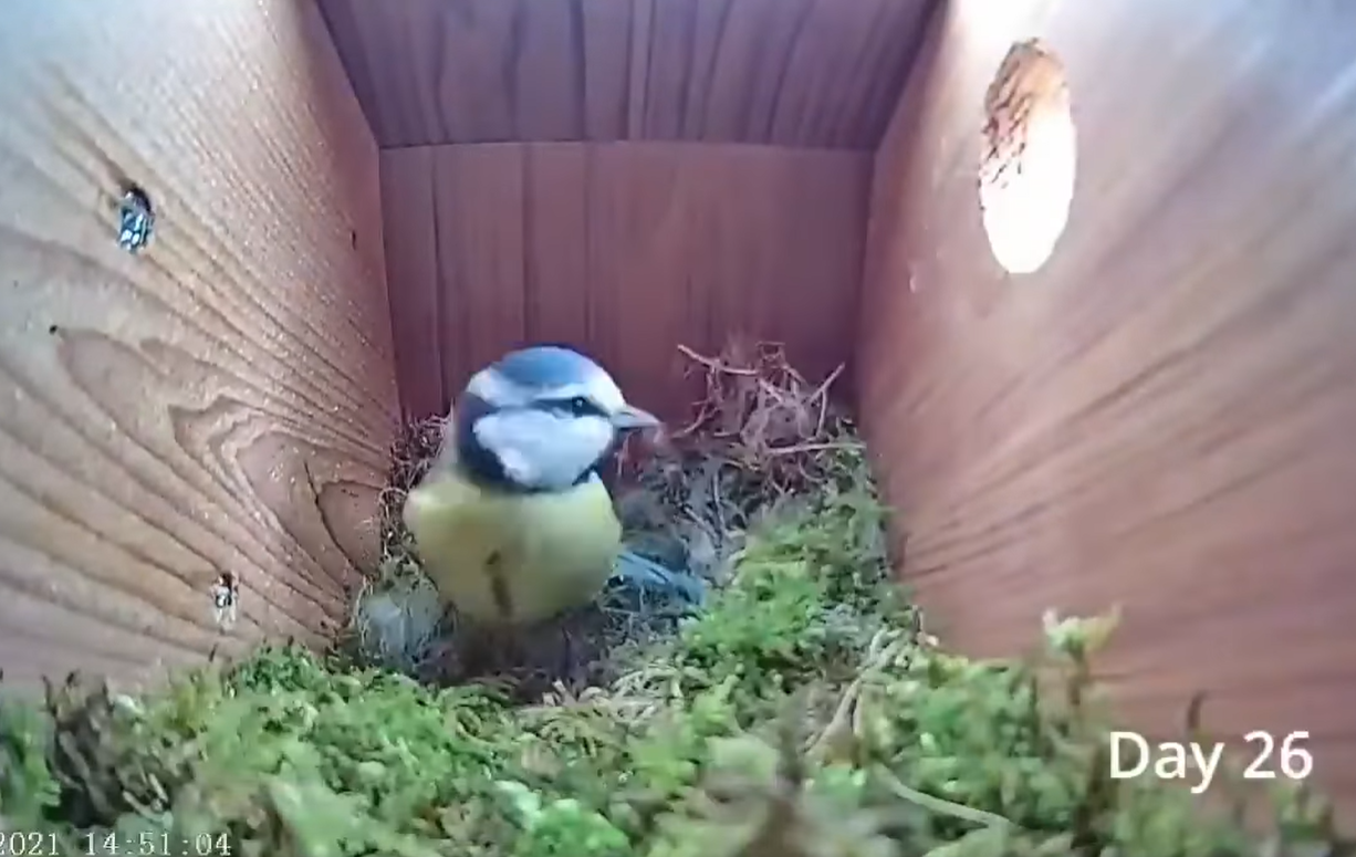 Смотрите потрясающее видео о жизни синиц: от пустого гнезда до первого полета птенцов