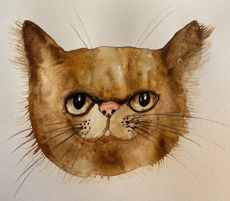 Кошка Шафа из Бородянки уже со своей настоящей хозяйкой: милые фото знаменитого пушистика