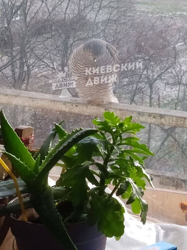 У Києві помітили хижака, який заглядає у вікна в пошуках їжі (фото)