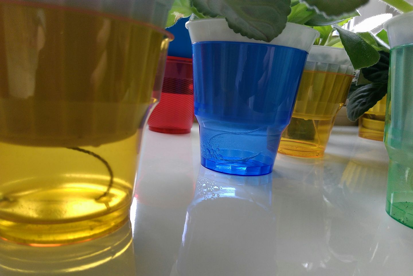 Як поливати фіалку, щоб вона безперервно квітнула: секрет досвідчених квітникарів