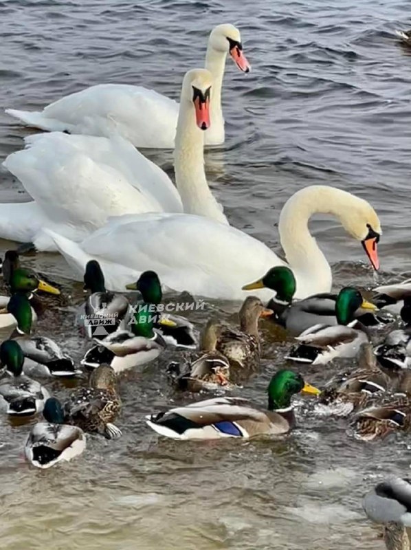 Один з київських парків окупували лебеді, чайки і качки: фантастичні фото