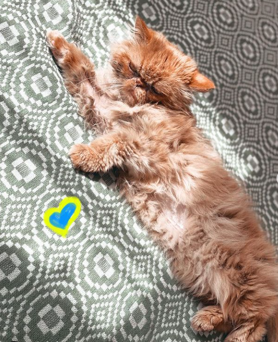 Кошка Шафа из Бородянки уже со своей настоящей хозяйкой: милые фото знаменитого пушистика