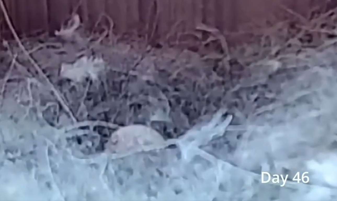 Смотрите потрясающее видео о жизни синиц: от пустого гнезда до первого полета птенцов