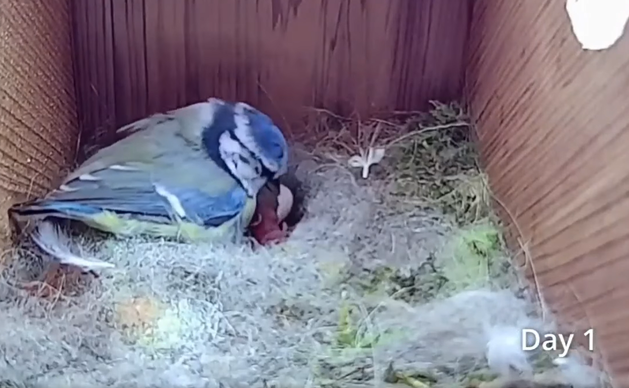 Смотрите потрясающее видео о жизни синиц: от пустого гнезда до первого полета птенцов