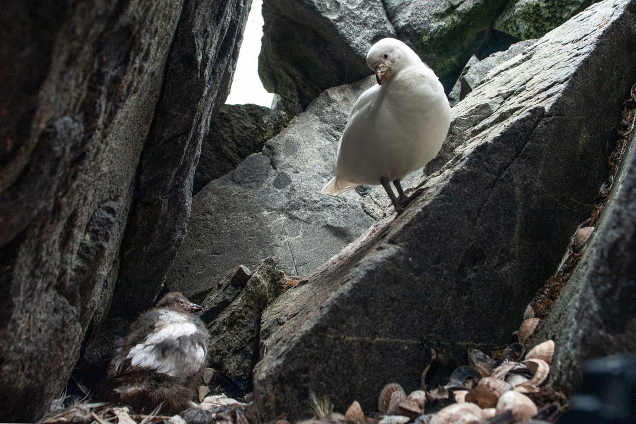 Українські полярники показали допитливих "помічників", які заглядають їм у вікна: милі фото