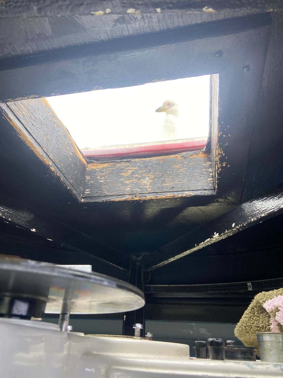 Українські полярники показали допитливих "помічників", які заглядають їм у вікна: милі фото