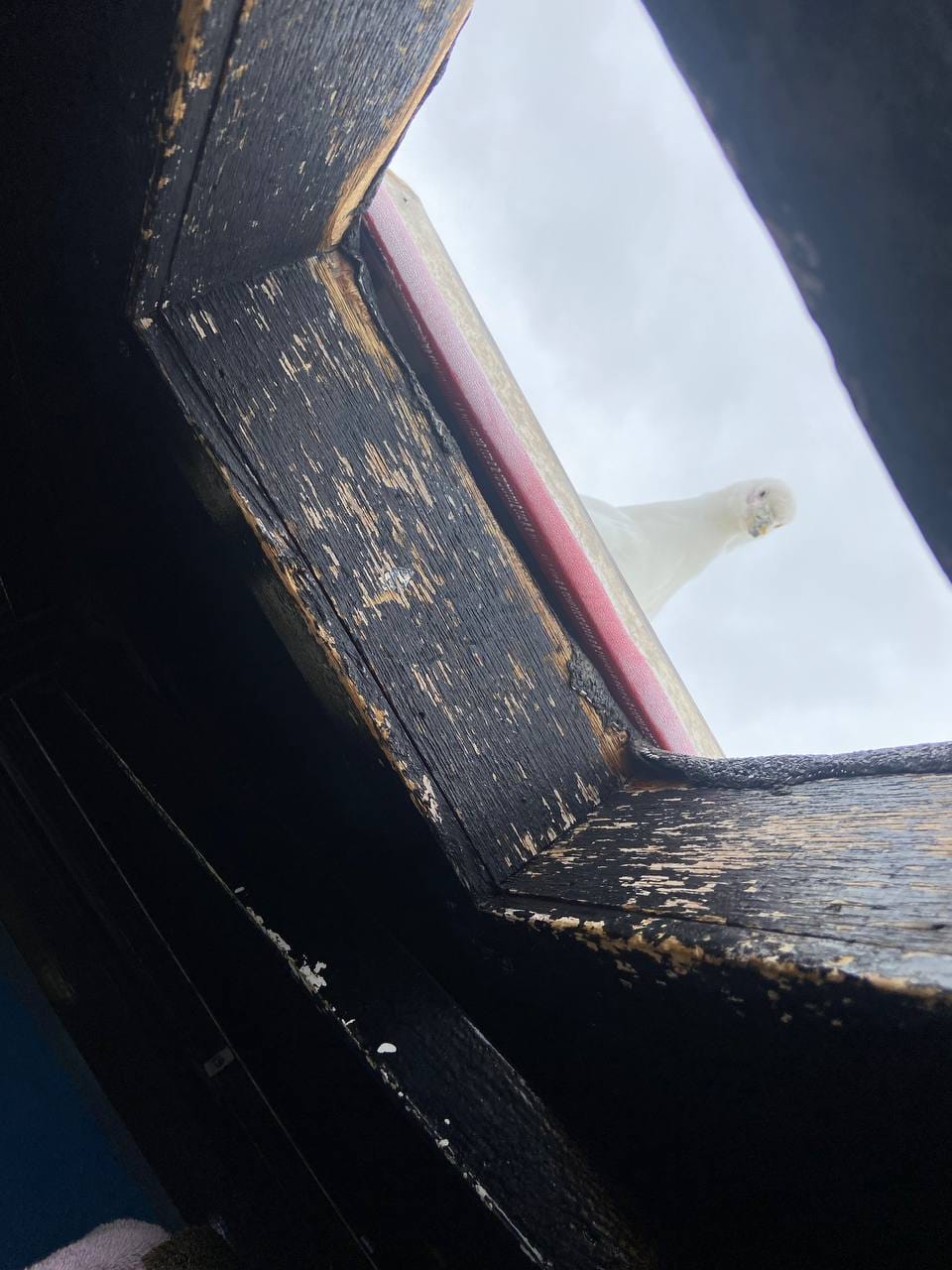 Українські полярники показали допитливих "помічників", які заглядають їм у вікна: милі фото