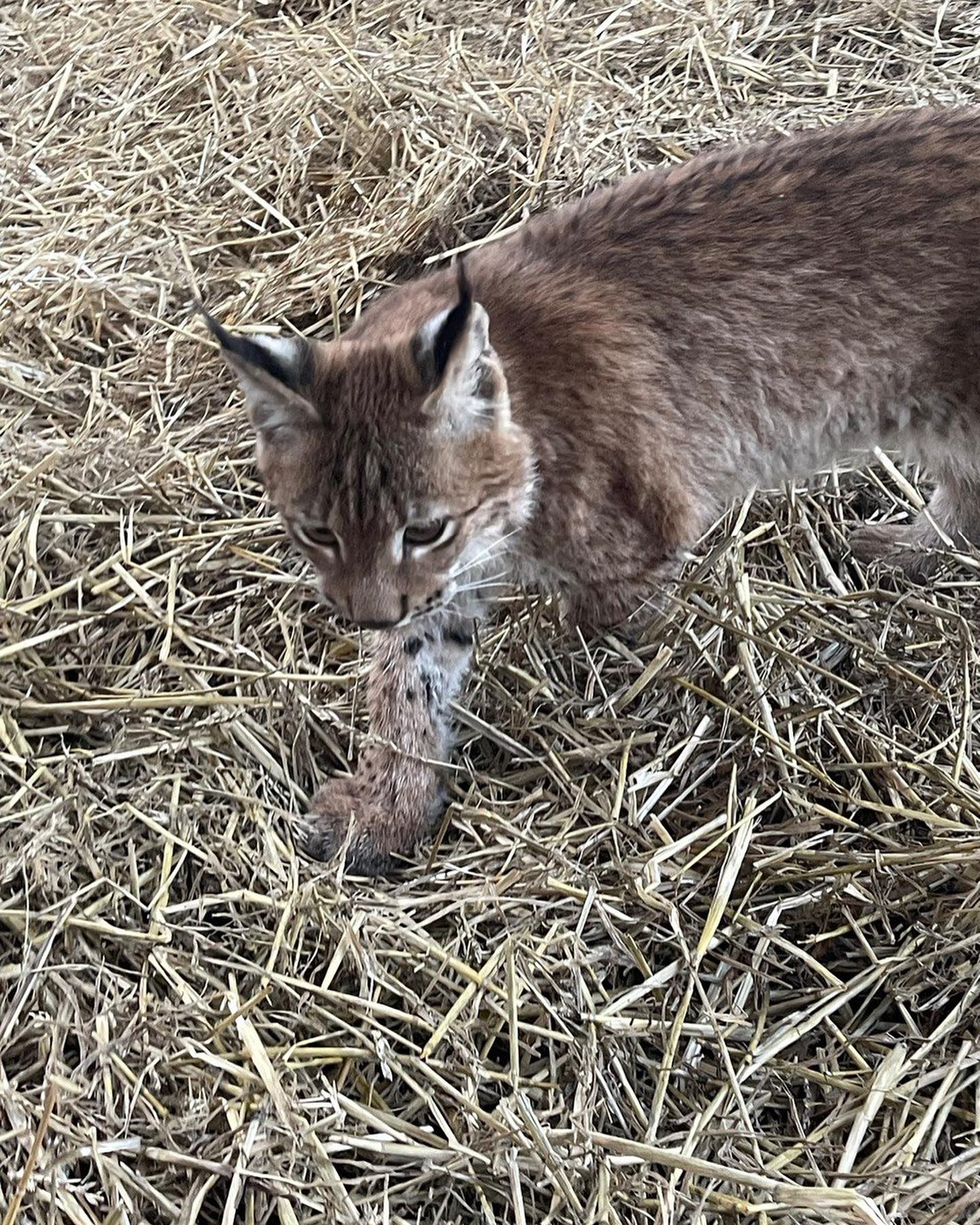 У Києві хотіли продати червонокнижну тварину. Від її виду залишилося лише до 500 особин (фото)