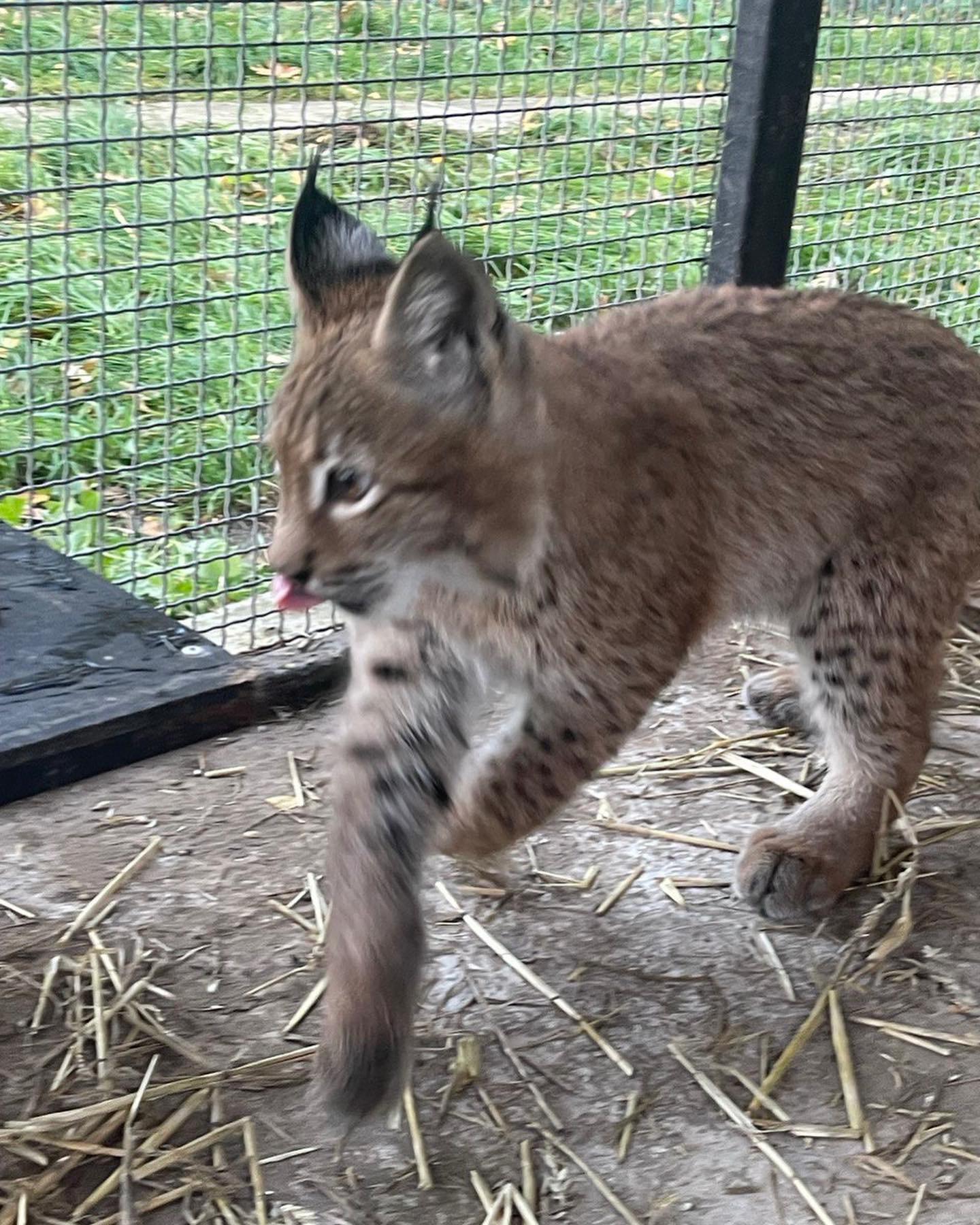 У Києві хотіли продати червонокнижну тварину. Від її виду залишилося лише до 500 особин (фото)