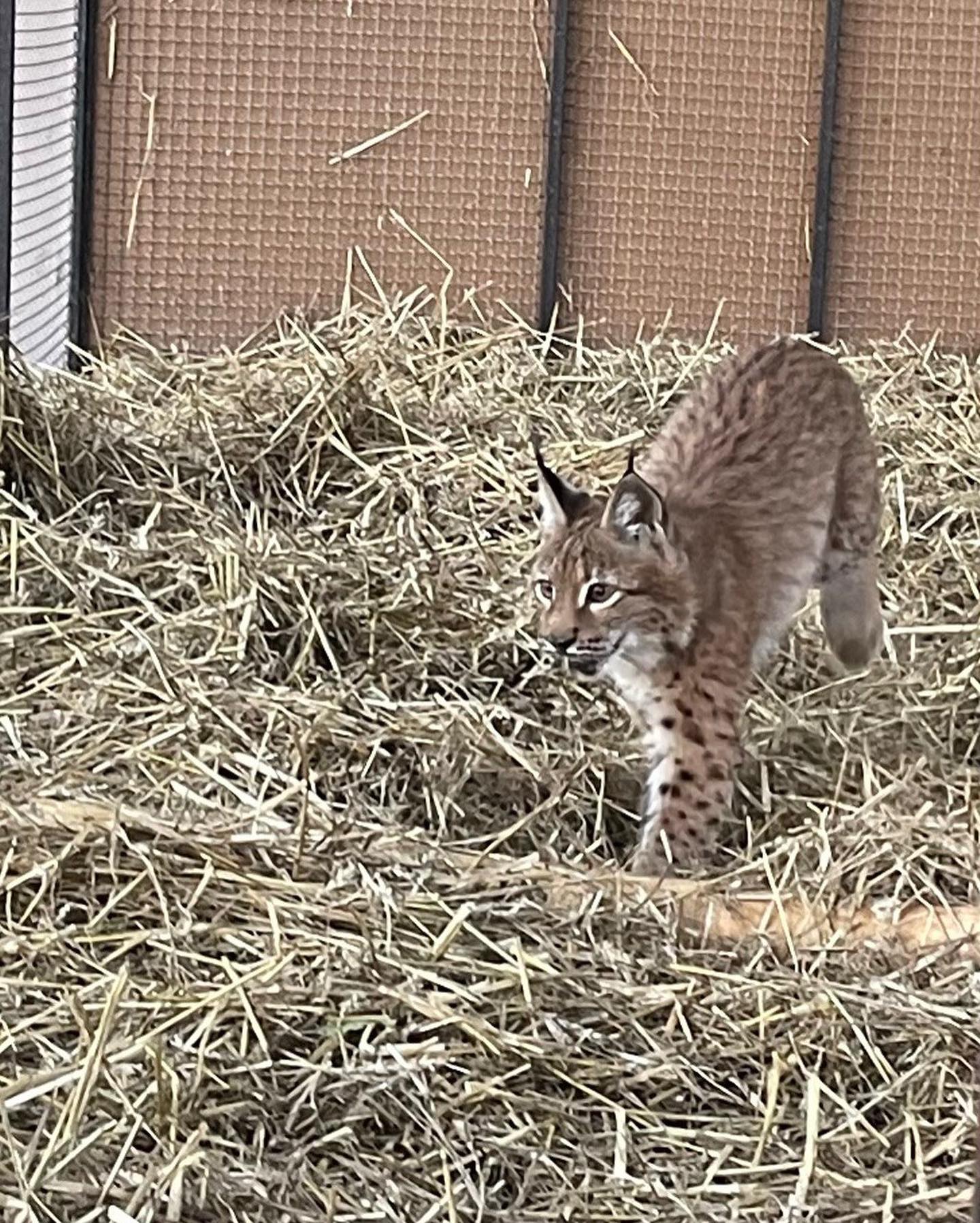 У Києві хотіли продати червонокнижну тварину. Від її виду залишилося лише до 500 особин (фото)