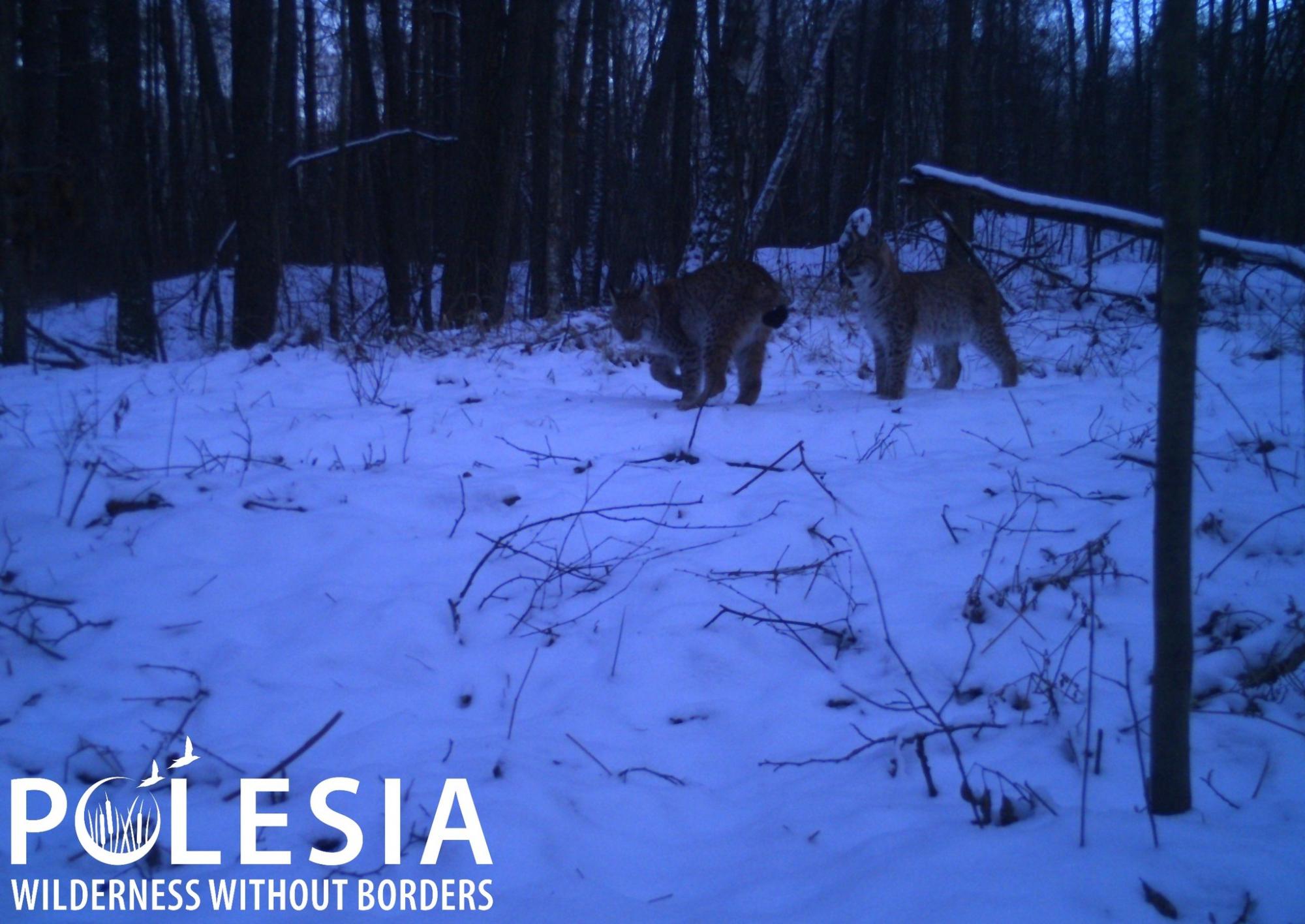 У Чорнобилі показали хижака, який залишає на снігу сліди без пазурів (фото)
