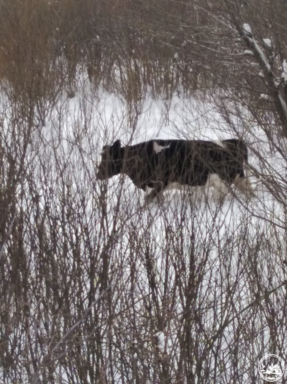 Пережили окупацію. У Чорнобилі показали свійських тварин, які спокійно мешкають тут без людей